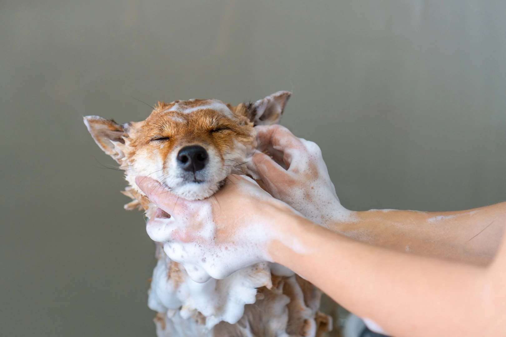Pet spa amenity at Eighty Nine DeKalb luxury apartment in Downtown Brooklyn's Fort Greene.